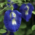   Blue Butterfly 5 