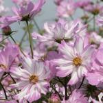    Pink White 10 