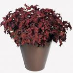 ������ ������ Red 5 �� �������!