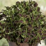   Chocolate Green 5  !