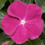     Bright Rose 5 