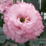 ������� �������� ������� 1 Pink (�����) 5 ��
