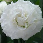 ������� �������� ������� ����� 1 White (�����) 5 �� �������!