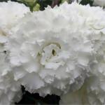 ������� �������� ������� ����� 3 White (�����) 5 �� �������!