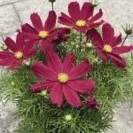   Purple-Red 10 