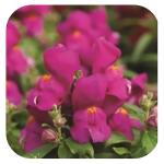    Lilac 10 