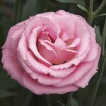 ������� �������� ����� Light Pink (�����) 5 �� �������!