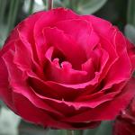 ������� �������� ����� Red (�����) 5 ��