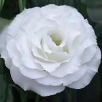 ������� �������� ����� Silky White (�����) 5 ��
