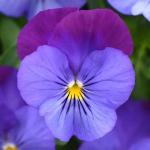 ����� ��������� ��� ���� Violet Blue 3 �� �������!