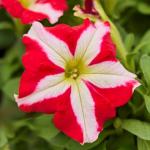 ������� ��������������� ����� GP Red Star (�����) 10 �� �������!