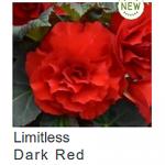    Dark Red () 5 