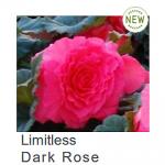    Dark Rose () 5 