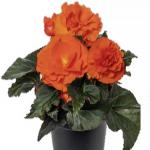    Compact Orange () 5  !