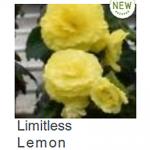    Lemon () 5 