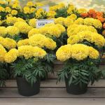     Yellow 5 