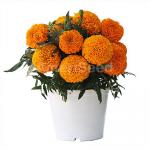     Orange 5 