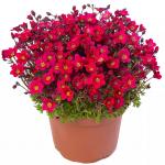 ���������� ����� Dark Rose Shades (�����) 5 ��