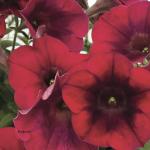     Burgundy Shades () 5  !