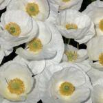   Bridal Silk 20 