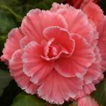 ������� ��������� ����� ������ Lace Pink (�����) 5 �� �������!