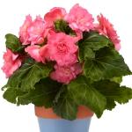 ������� ��������� ����� ������ Pink (�����) 5 �� �������!