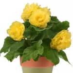 ������� ��������� ����� ������ Yellow (�����) 5 �� �������!