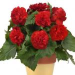 ������� ��������� ����� ������ Red (�����) 5 �� �������!