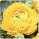   Yellow () 5 