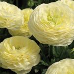   Cream () 5 