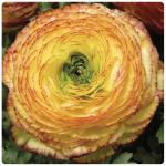   Lemon Rose () 5 