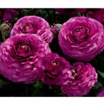   Purple () 5 