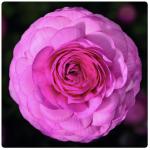   Pink () 5 