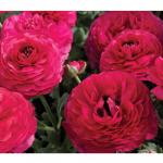   Rose () 5 