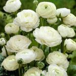   White () 5 
