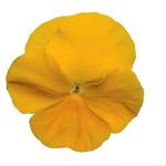 ����� ��������������� ������� Yellow 5 ��