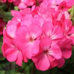���������� ��������� ������� Pink 3 ��