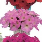     Pastel Pink () 5 