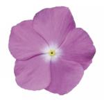    Lavender 5 