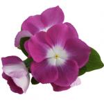    Orchid Halo 5 