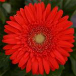 ������� ��������� ���� �������� Scarlet Red with Light Eye 3 ��