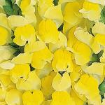    Bright Yellow 10 