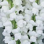    White 10 