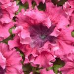 ������� ��������������� ��������������� Mystic Rosa (�����) 10 �� �������!