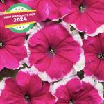    Picotee Rose () 10  !