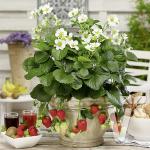 ���������  ������������ ������� F1 3 ��