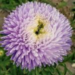 ����� ����������� Moonstone 10 ��