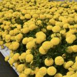    Yellow 5 