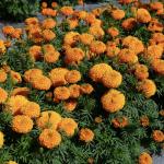    Orange 5 