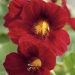  Crimson Emperor 10 
